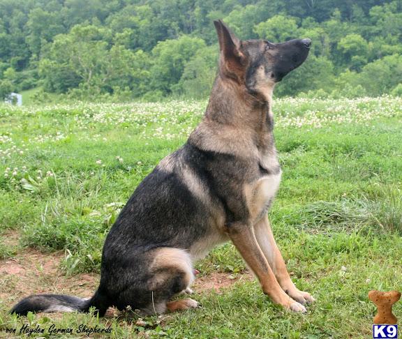 Dogs for Sale in WV